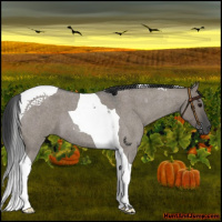 Horse Color:Grullo Roan Tobiano
