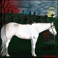 Horse Color:Gray Bay Roan Dun Tobiano 