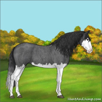 Horse Color:Blue Roan Splash 