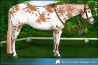 Horse Color:White Spotted Chestnut Tobiano 