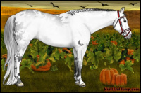 Horse Color:Gray White Spotted Black Splash Tobiano