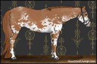 Horse Color:White Spotted Chestnut Tobiano