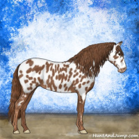 Horse Color:Chestnut Near Leopard 