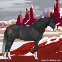 Horse Color:Black Splash Rabicano 