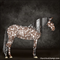 Horse Color:Liver Red Roan Appaloosa 