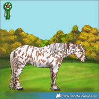 Horse Color:Red Roan Appaloosa 