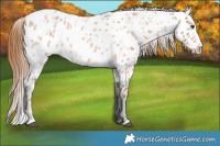 Horse Color:Red Roan Appaloosa 