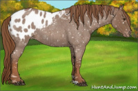 Horse Color:Red Roan Appaloosa 