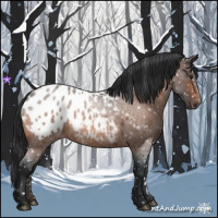 Horse Color:Brown Roan Appaloosa 