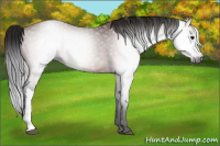 Horse Color:Gray Bay 