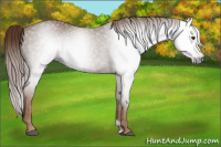 Horse Color:Gray Chestnut 