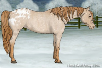 Horse Color:Red Roan Appaloosa 