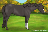Horse Color:Smoky Black 