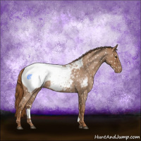 Horse Color:Red Roan Appaloosa 