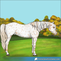 Horse Color:Red Roan Appaloosa 