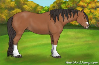 Horse Color:Bay Splash Frame 