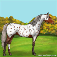 Horse Color:Silver Bay Appaloosa 