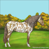 Horse Color:Chocolate Palomino Dun Appaloosa 
