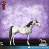 Horse Color:Blue Onyx Roan Appaloosa 