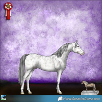 Horse Color:Blue Onyx Roan Appaloosa 