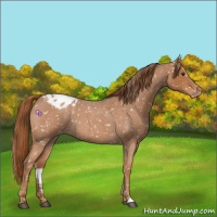 Horse Color:Red Roan Appaloosa 