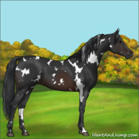 Horse Color:White Spotted Brown 