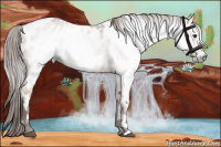 Horse Color:Gray Red Roan Appaloosa 