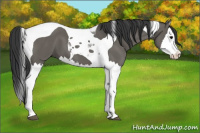 Horse Color:Grullo Splash Tobiano
