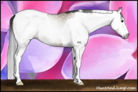 Horse Color:Gray Liver Red Dun Splash Tobiano Appaloosa 