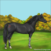 Horse Color:Black Tobiano Rabicano