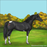 Horse Color:Black Tobiano 