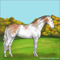 Horse Color:White Spotted Silver Bay Splash 