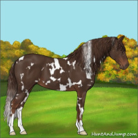 Horse Color:White Spotted Liver Chestnut 