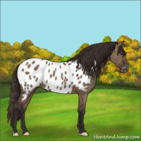 Horse Color:Liver Red Dun Appaloosa 