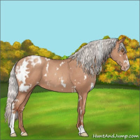 Horse Color:White Spotted Silver Classic Champagne Sabino Appaloosa 