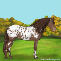 Horse Color:White Spotted Liver Chestnut Appaloosa 