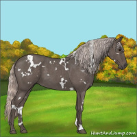 Horse Color:White Spotted Silver Blue Roan 