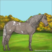 Horse Color:White Spotted Silver Grullo 