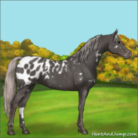 Horse Color:White Spotted Silver Black Appaloosa 