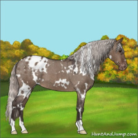 Horse Color:White Spotted Silver Brown Dun Appaloosa 