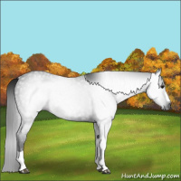 Horse Color:Gray Black 