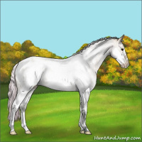 Horse Color:Silver Grullo Roan Sabino Splash Frame Appaloosa 