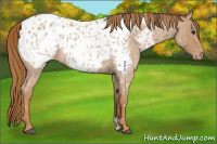 Horse Color:Red Roan Appaloosa