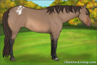 Horse Color:Bay Dun Appaloosa 