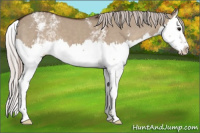Horse Color:White Spotted Silver Grullo Splash 