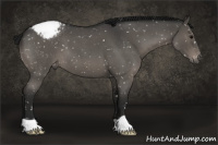 Horse Color:Gray Blue Roan Appaloosa 