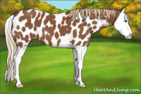 Horse Color:Chestnut Splash Appaloosa 