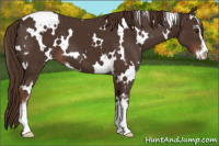 Horse Color:White Spotted Liver Chestnut Sabino 