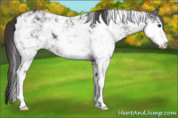 Horse Color:Smoky Black Sabino 