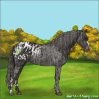 Horse Color:Smoky Black  and Smoky Black Appaloosa 